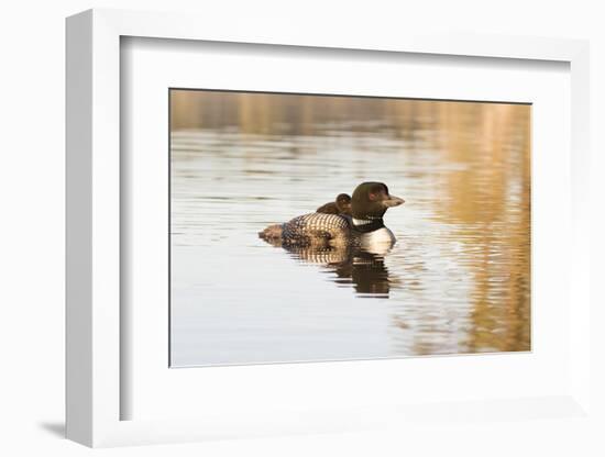 Common Loon-Lynn M^ Stone-Framed Photographic Print