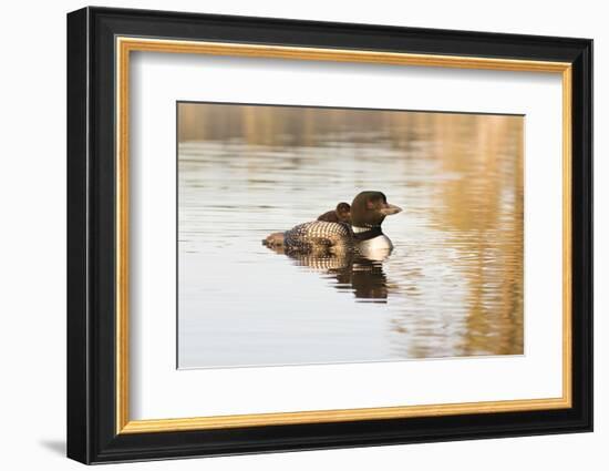 Common Loon-Lynn M^ Stone-Framed Photographic Print