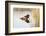 Common Loon-Lynn M^ Stone-Framed Photographic Print