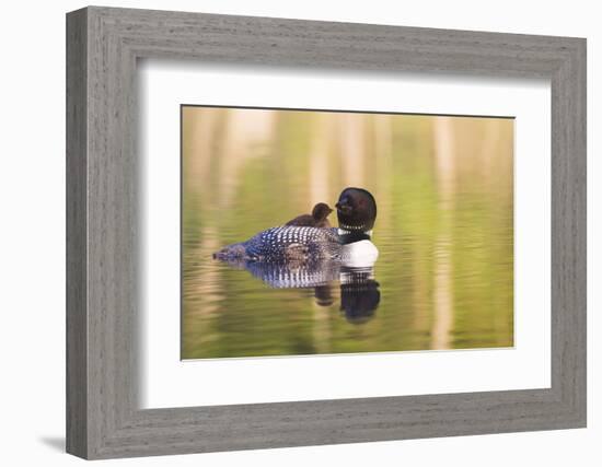 Common Loon-Lynn M^ Stone-Framed Photographic Print