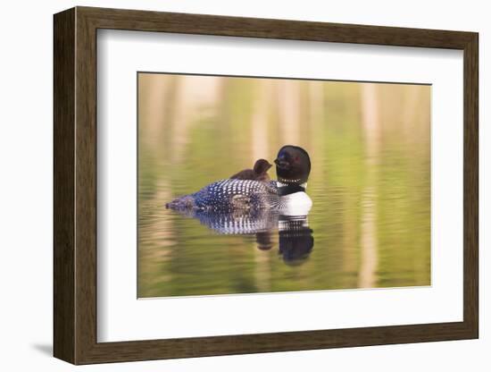 Common Loon-Lynn M^ Stone-Framed Photographic Print