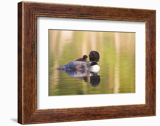 Common Loon-Lynn M^ Stone-Framed Photographic Print