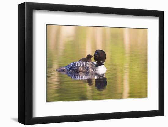 Common Loon-Lynn M^ Stone-Framed Photographic Print