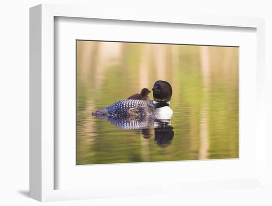 Common Loon-Lynn M^ Stone-Framed Photographic Print