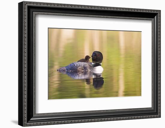 Common Loon-Lynn M^ Stone-Framed Photographic Print