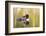 Common Loon-Lynn M^ Stone-Framed Photographic Print