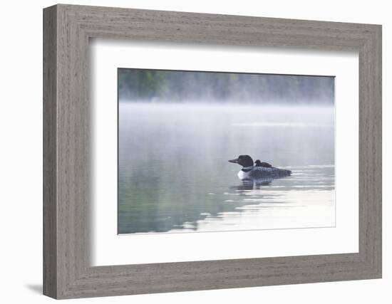 Common Loon-Lynn M^ Stone-Framed Photographic Print