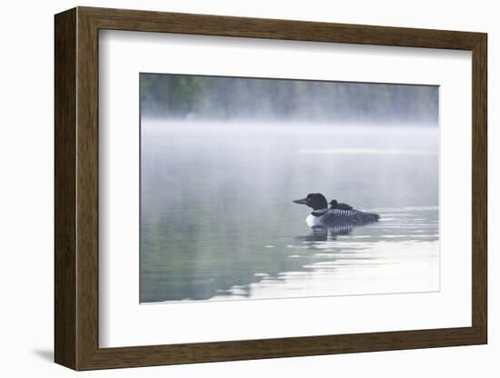 Common Loon-Lynn M^ Stone-Framed Photographic Print