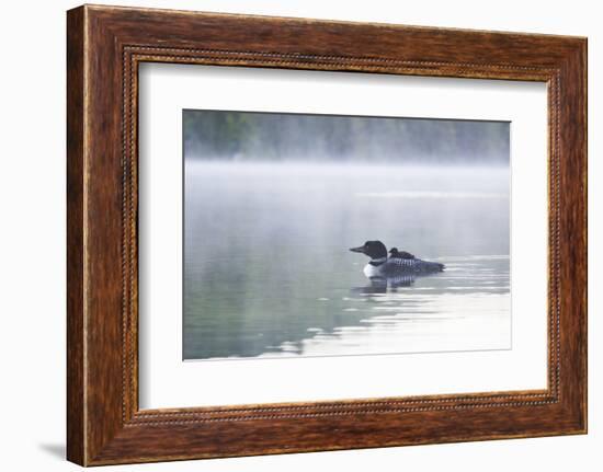 Common Loon-Lynn M^ Stone-Framed Photographic Print