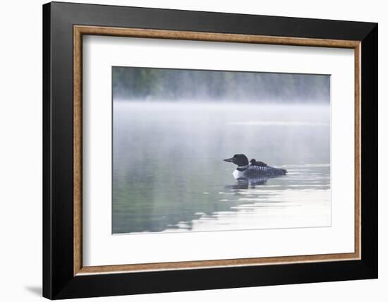 Common Loon-Lynn M^ Stone-Framed Photographic Print