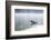 Common Loon-Lynn M^ Stone-Framed Photographic Print