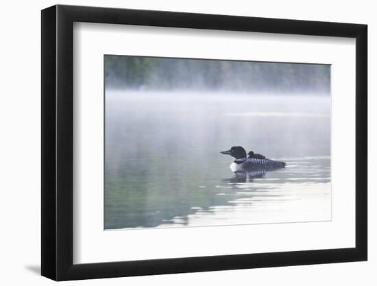 Common Loon-Lynn M^ Stone-Framed Photographic Print