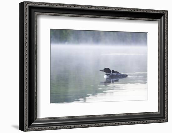 Common Loon-Lynn M^ Stone-Framed Photographic Print