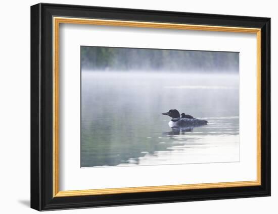 Common Loon-Lynn M^ Stone-Framed Photographic Print