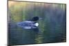 Common Loon-Lynn M^ Stone-Mounted Photographic Print