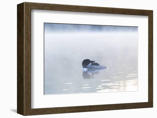 Common Loon-Lynn M^ Stone-Framed Photographic Print