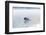 Common Loon-Lynn M^ Stone-Framed Photographic Print