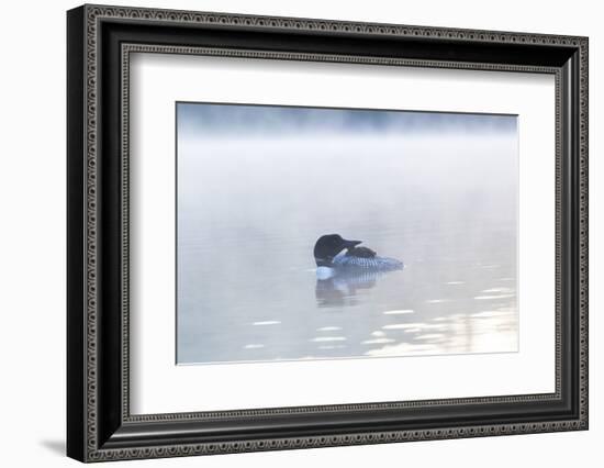 Common Loon-Lynn M^ Stone-Framed Photographic Print