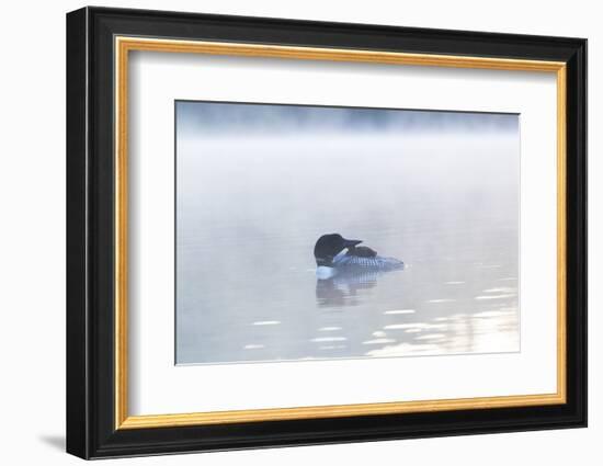 Common Loon-Lynn M^ Stone-Framed Photographic Print