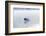 Common Loon-Lynn M^ Stone-Framed Photographic Print