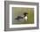 Common Loon-Lynn M^ Stone-Framed Photographic Print