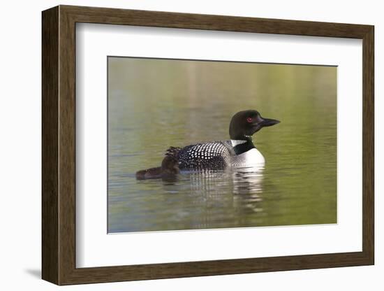 Common Loon-Lynn M^ Stone-Framed Photographic Print