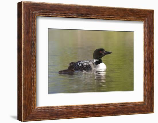 Common Loon-Lynn M^ Stone-Framed Photographic Print