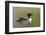 Common Loon-Lynn M^ Stone-Framed Photographic Print