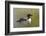 Common Loon-Lynn M^ Stone-Framed Photographic Print