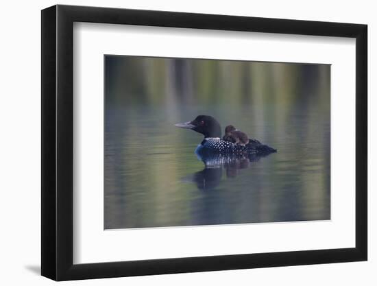 Common Loon-Lynn M^ Stone-Framed Photographic Print