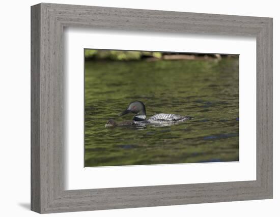 Common Loon-Lynn M^ Stone-Framed Photographic Print