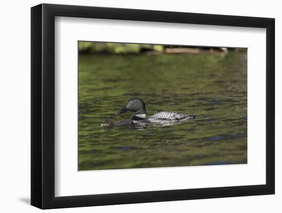 Common Loon-Lynn M^ Stone-Framed Photographic Print