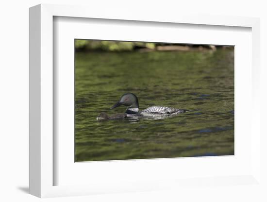 Common Loon-Lynn M^ Stone-Framed Photographic Print