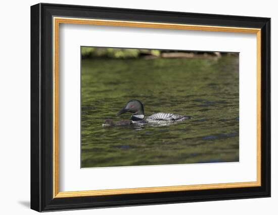 Common Loon-Lynn M^ Stone-Framed Photographic Print