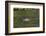 Common Loon-Lynn M^ Stone-Framed Photographic Print