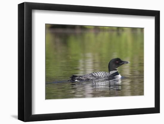 Common Loon-Lynn M^ Stone-Framed Photographic Print