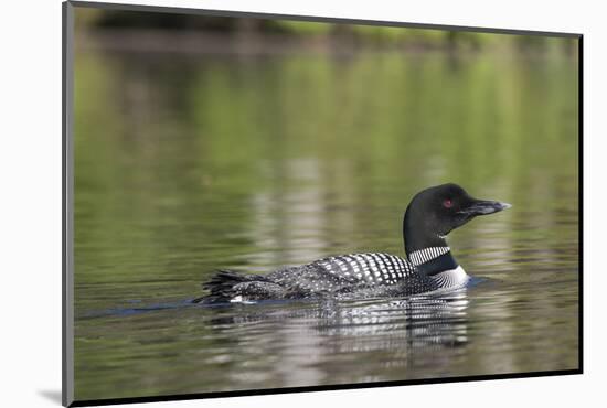 Common Loon-Lynn M^ Stone-Mounted Photographic Print