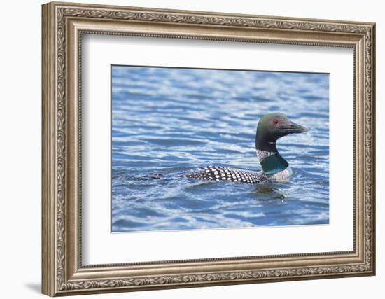 Common Loons are Large, Diving Waterbirds known for their Eerie Calls on Wilderness Lakes-Richard Wright-Framed Photographic Print