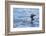 Common Loons are Large, Diving Waterbirds known for their Eerie Calls on Wilderness Lakes-Richard Wright-Framed Photographic Print