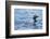 Common Loons are Large, Diving Waterbirds known for their Eerie Calls on Wilderness Lakes-Richard Wright-Framed Photographic Print