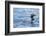 Common Loons are Large, Diving Waterbirds known for their Eerie Calls on Wilderness Lakes-Richard Wright-Framed Photographic Print