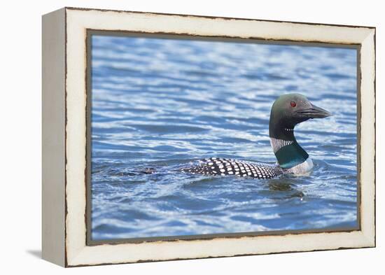 Common Loons are large, diving waterbirds with rounded heads and dagger-like bills-Richard Wright-Framed Premier Image Canvas