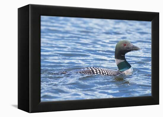 Common Loons are large, diving waterbirds with rounded heads and dagger-like bills-Richard Wright-Framed Premier Image Canvas