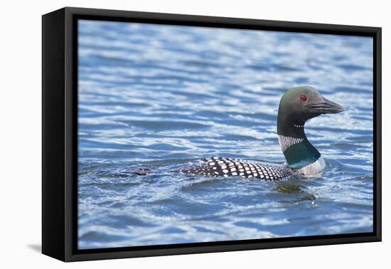 Common Loons are large, diving waterbirds with rounded heads and dagger-like bills-Richard Wright-Framed Premier Image Canvas