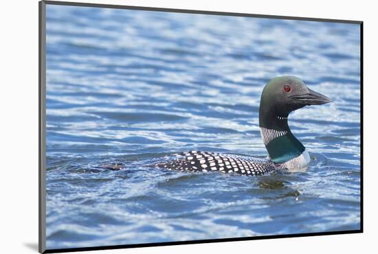 Common Loons are large, diving waterbirds with rounded heads and dagger-like bills-Richard Wright-Mounted Photographic Print