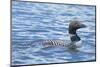 Common Loons are large, diving waterbirds with rounded heads and dagger-like bills-Richard Wright-Mounted Photographic Print