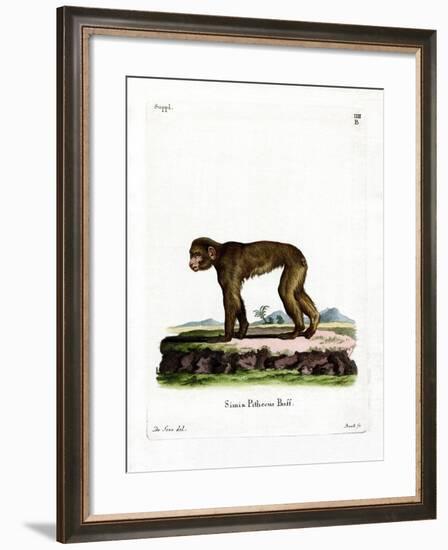 Common Macaque-null-Framed Giclee Print