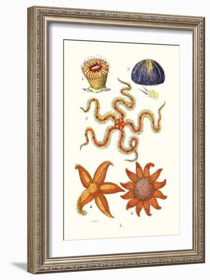 Common Madrepore Coral, Sea Urchin, Brittlestar, Sun Star-James Sowerby-Framed Art Print