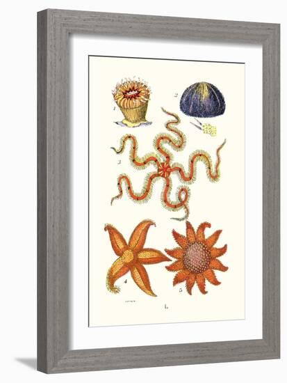 Common Madrepore Coral, Sea Urchin, Brittlestar, Sun Star-James Sowerby-Framed Art Print