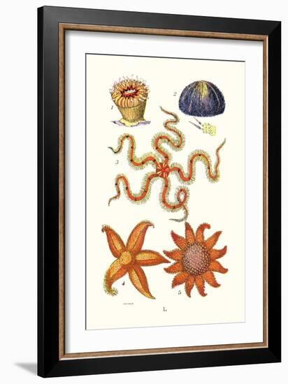 Common Madrepore Coral, Sea Urchin, Brittlestar, Sun Star-James Sowerby-Framed Art Print